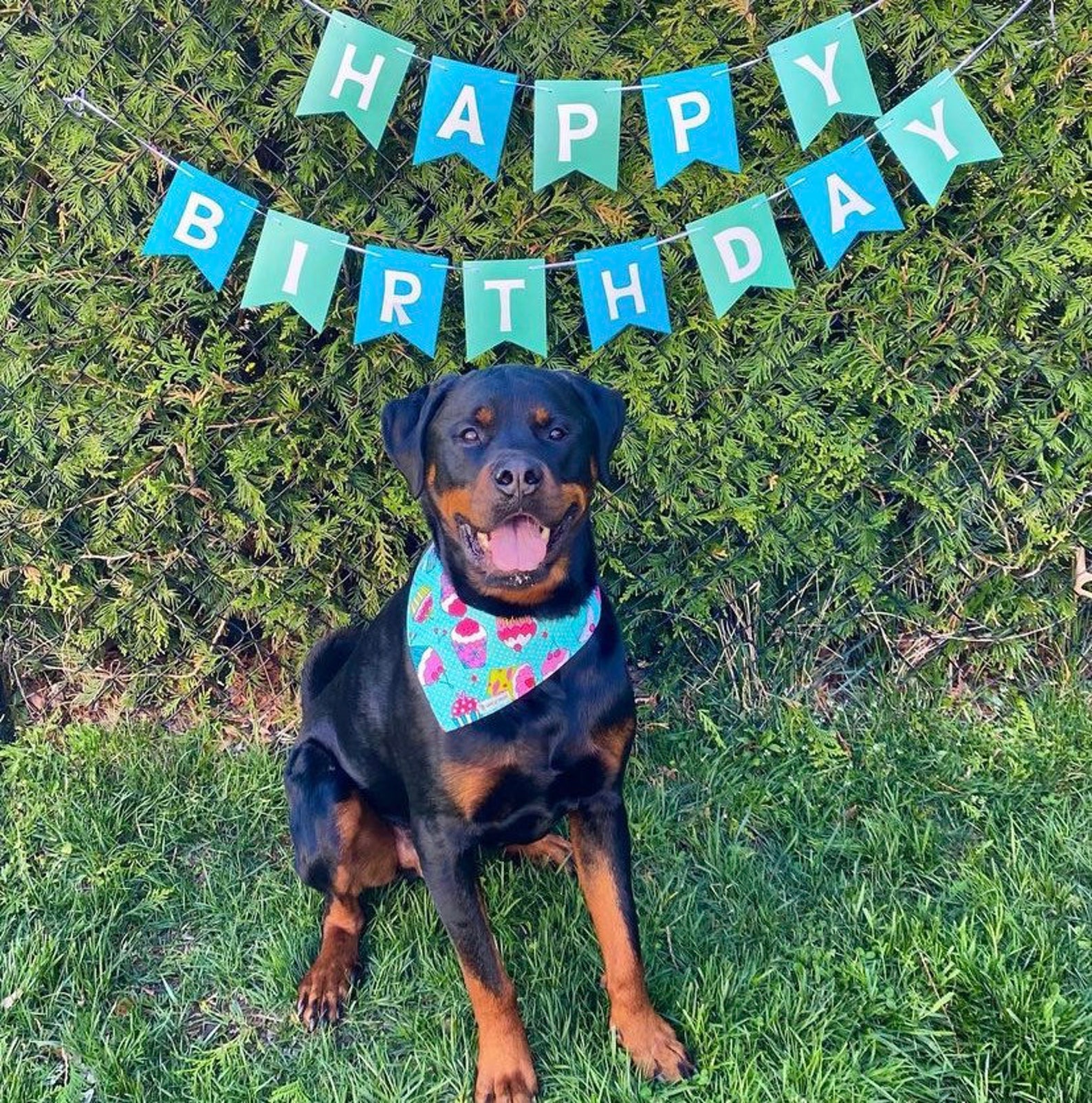 Dog Birthday Bandana Birthday Boy Bandana Birthday Girl Etsy