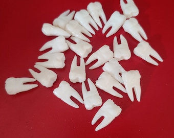 Prémolaires de dents en plastique