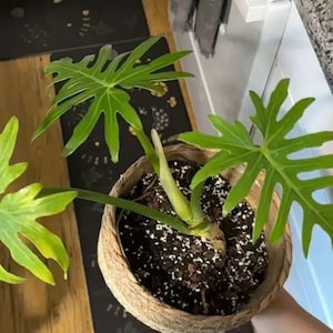 斑入りフィロデンドロン・ラディアタム斑入り高品質根付屋内・屋外挿し木生植物
