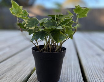 Live English Ivy 'Gold Child' (Hedera helix) (Small size)