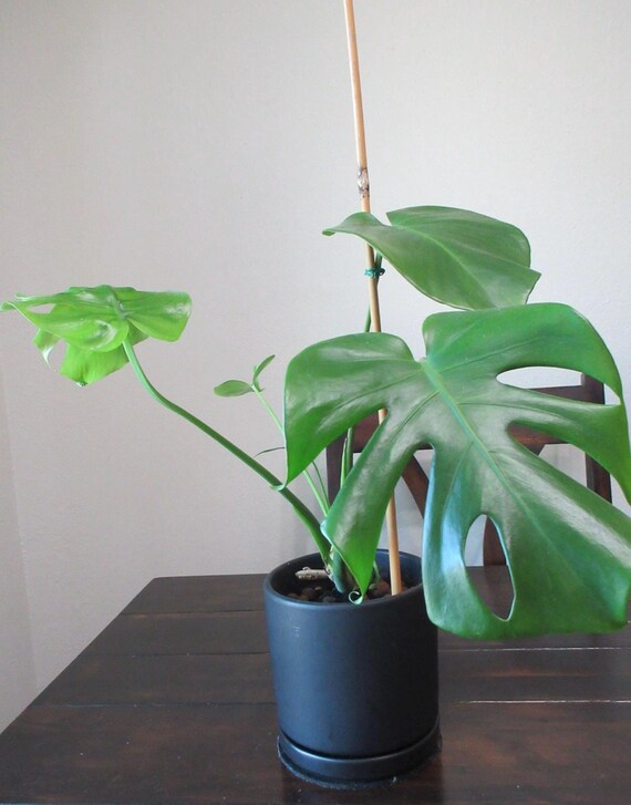 Medium Sized Established Indoor Monstera Plant With Pot - Etsy
