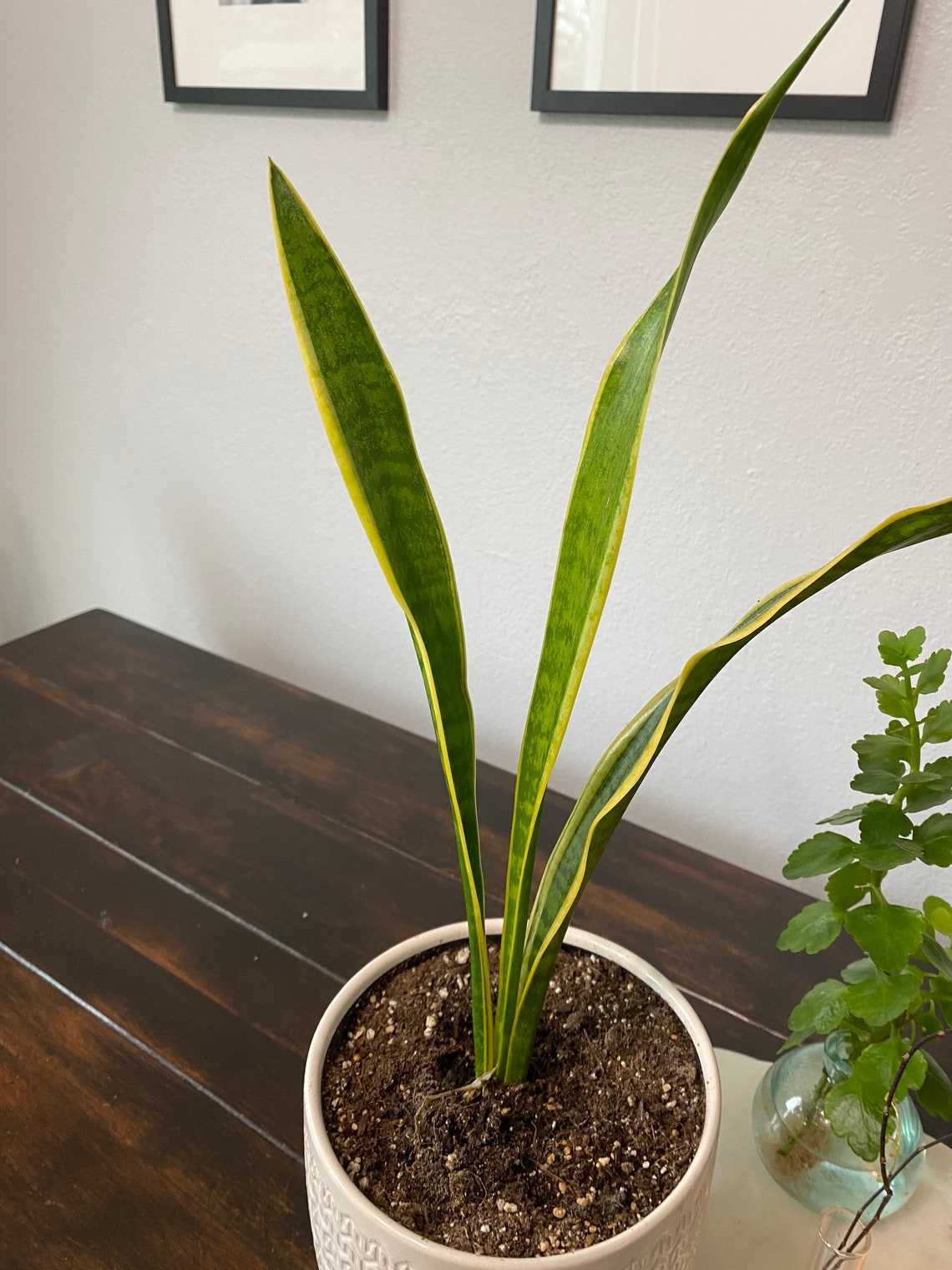 LIVE snake plant with active new growth. Three stem Etsy
