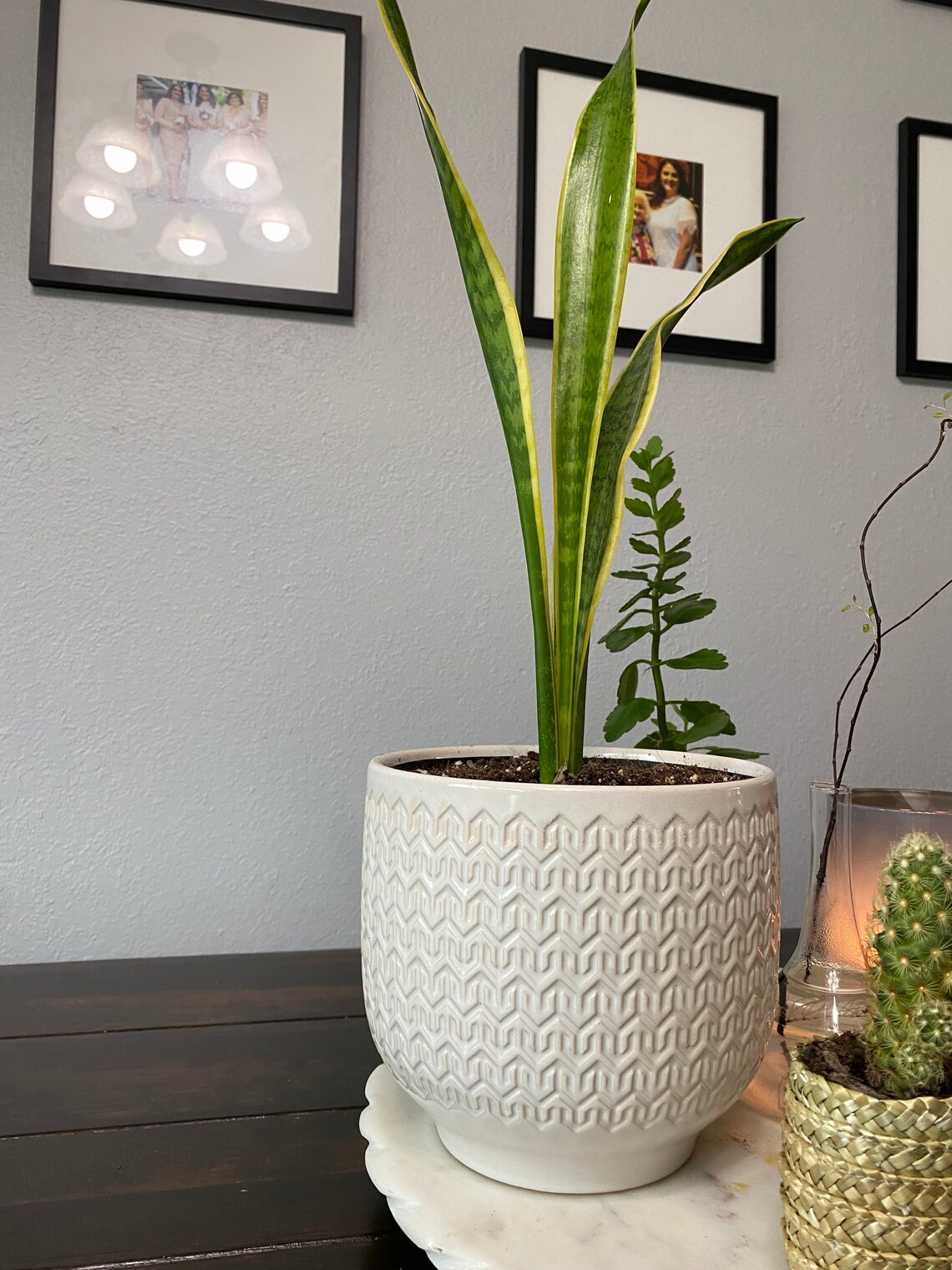 LIVE snake plant with active new growth. Three stem Etsy
