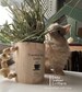 TIMOTHY HAY LATTE! - bunny rabbit toy / coffee hay feeder 