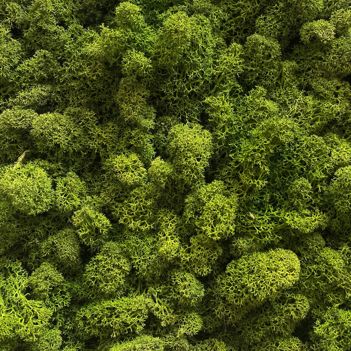 30x30 Self Adhesive Moss Wall Panels Tiles Preserved Natural Moss Cork