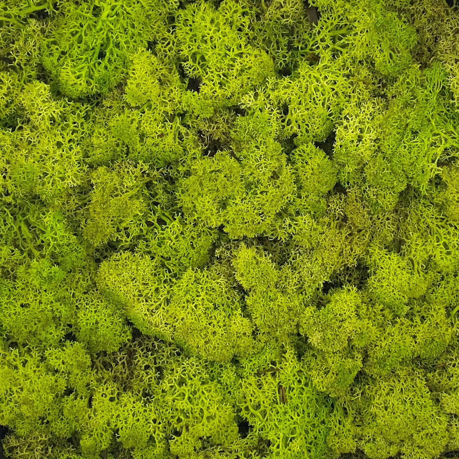 30x30 Self Adhesive Moss Wall Panels Tiles Preserved Natural Moss Cork