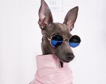 greyhound sunglasses