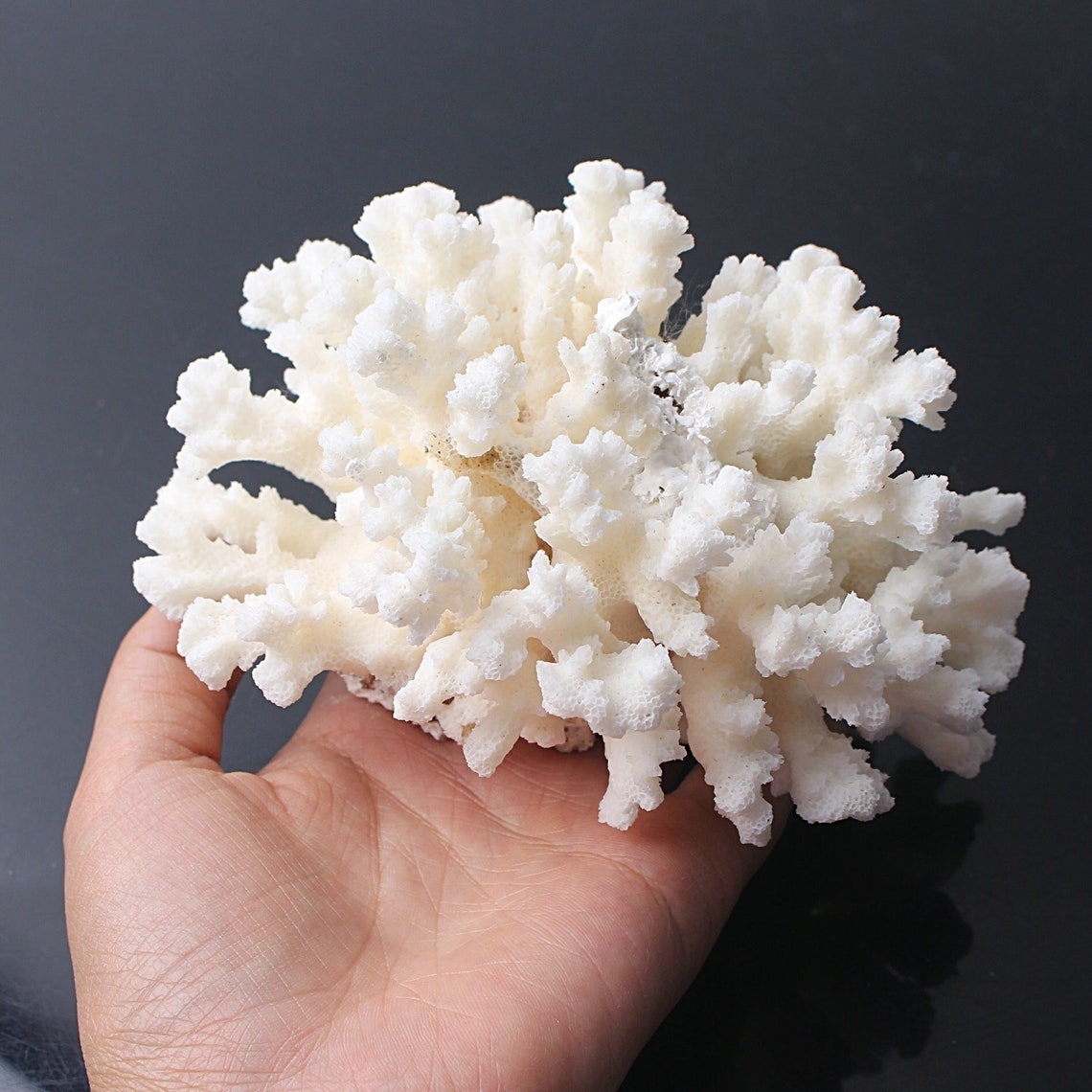 Natural Sea Coral White Coral Tree White Coral Aquarium Etsy