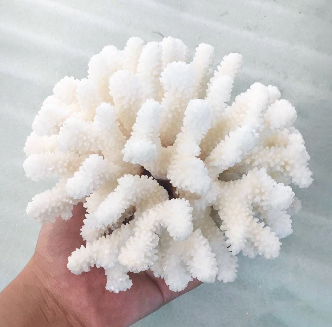 Natural coral 2024 for sale