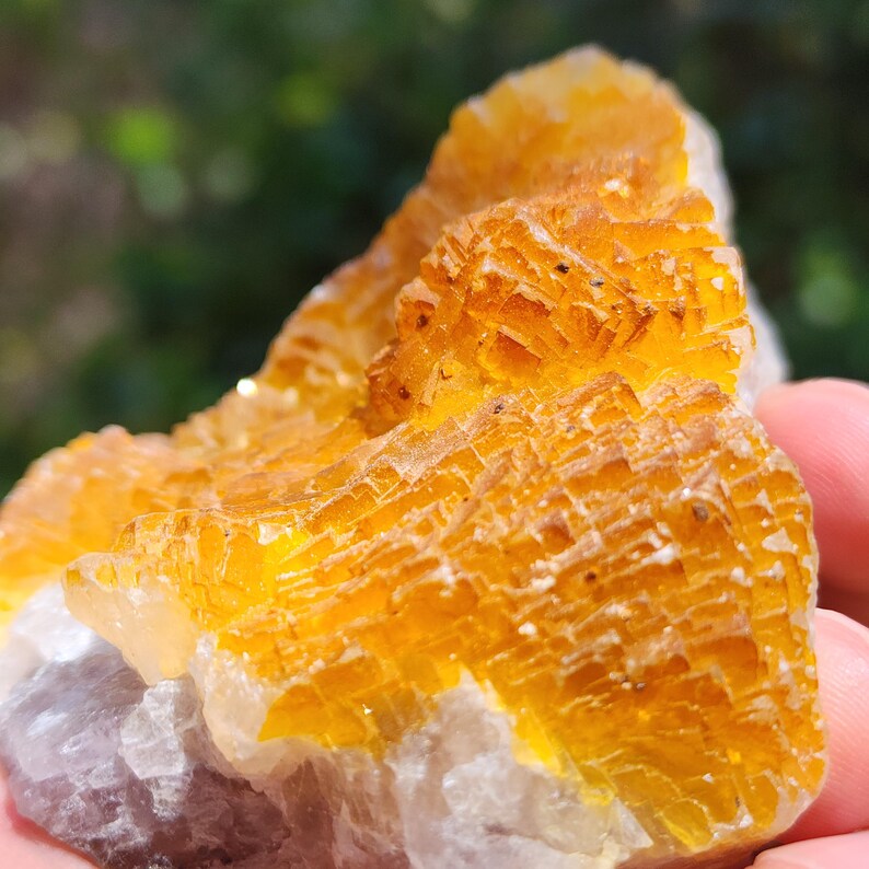 May include: Close-up of a vibrant, layered mineral specimen. The crystal structure displays a rich, golden-yellow hue with intricate, textured patterns. The base of the mineral is a contrasting white and gray color, creating a striking visual contrast. The specimen is held in a hand.
