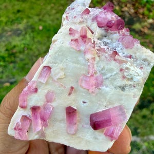 Puede incluir: Un espécimen mineral en bruto que presenta múltiples cristales de turmalina rosa vibrantes y translúcidos incrustados en una matriz de cuarzo blanco sólido y opaco. Los cristales prismáticos alargados muestran tonos magenta.