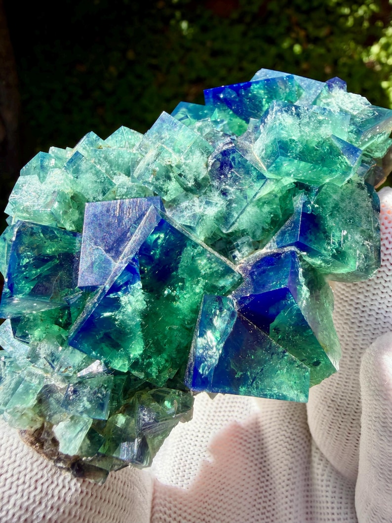 May include: A cluster of translucent fluorite crystals featuring sharp cubic formations. The mineral specimen displays a vibrant gradient of deep royal blue and bright emerald green hues, with internal fractures and crystalline facets visible throughout.