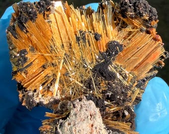 May include: A close-up of a mineral specimen featuring a cluster of golden-orange, needle-like crystals. The crystals are interspersed with black, granular formations and a light-colored, porous base. The specimen is held in a blue gloved hand.