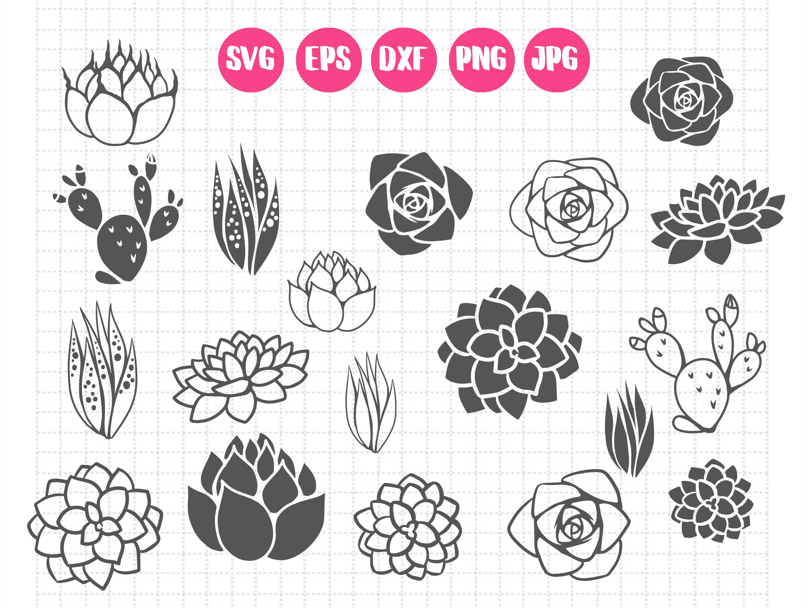 Succulent SVG bundle. Succulent drawings PNG. Cactus SVG | Etsy