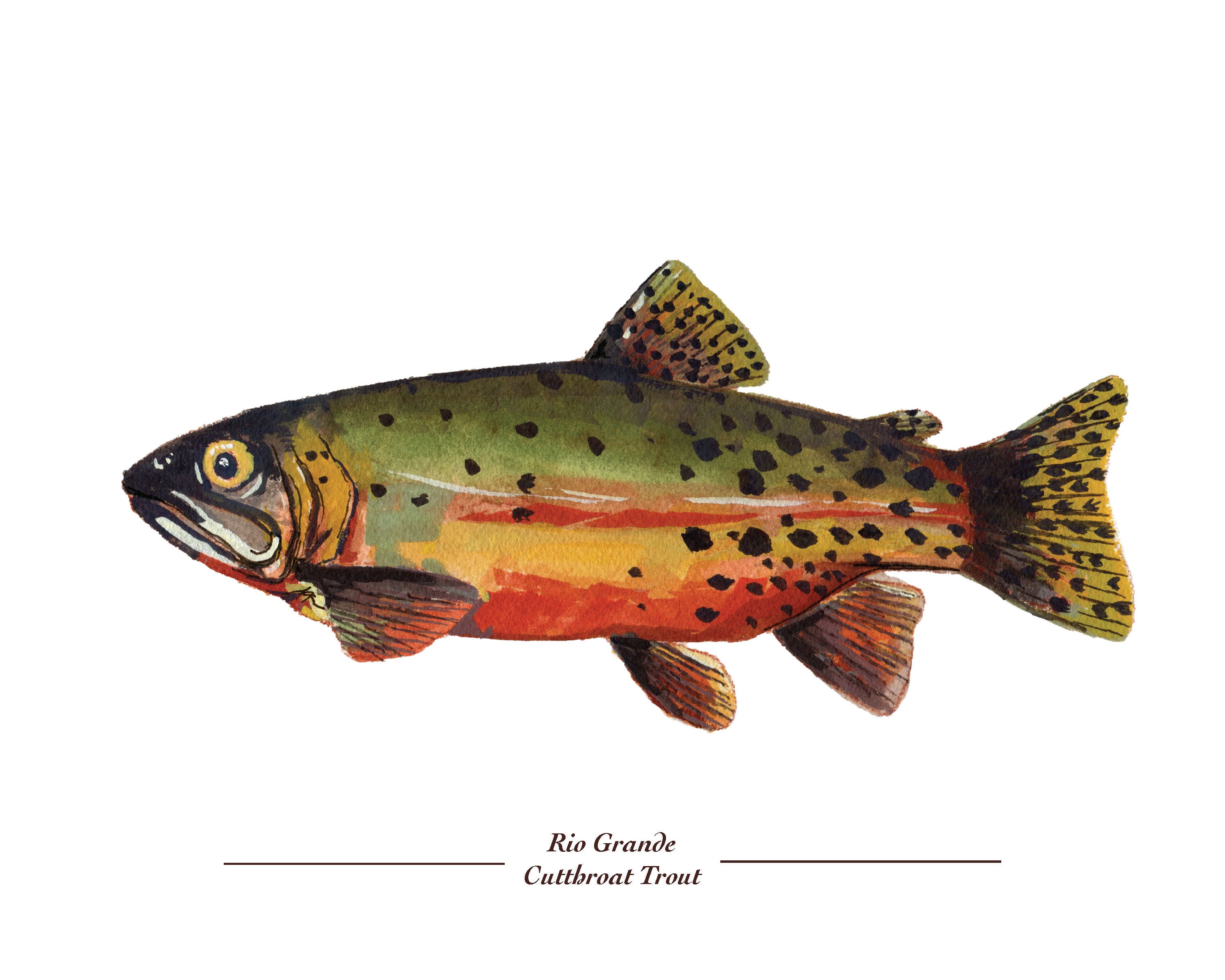Rio Grande Cutthroat Trout 8x10 print | Etsy