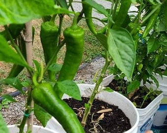 Anaheim Pepper Seeds (10)