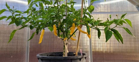 philodendron pink princess variegata Philodendron Pink Princess main image 0