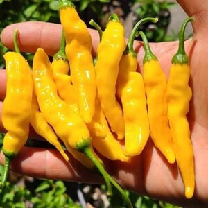 May include: A hand holding a bunch of bright yellow chili peppers. The peppers are long and thin, with a slightly wrinkled texture.