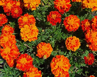 Marigold Seeds (50+)