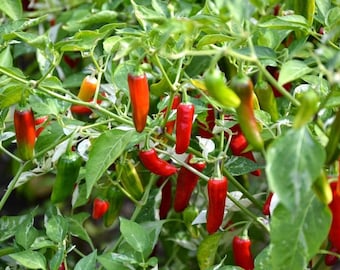 Serrano Chili Pepper Seeds (10)