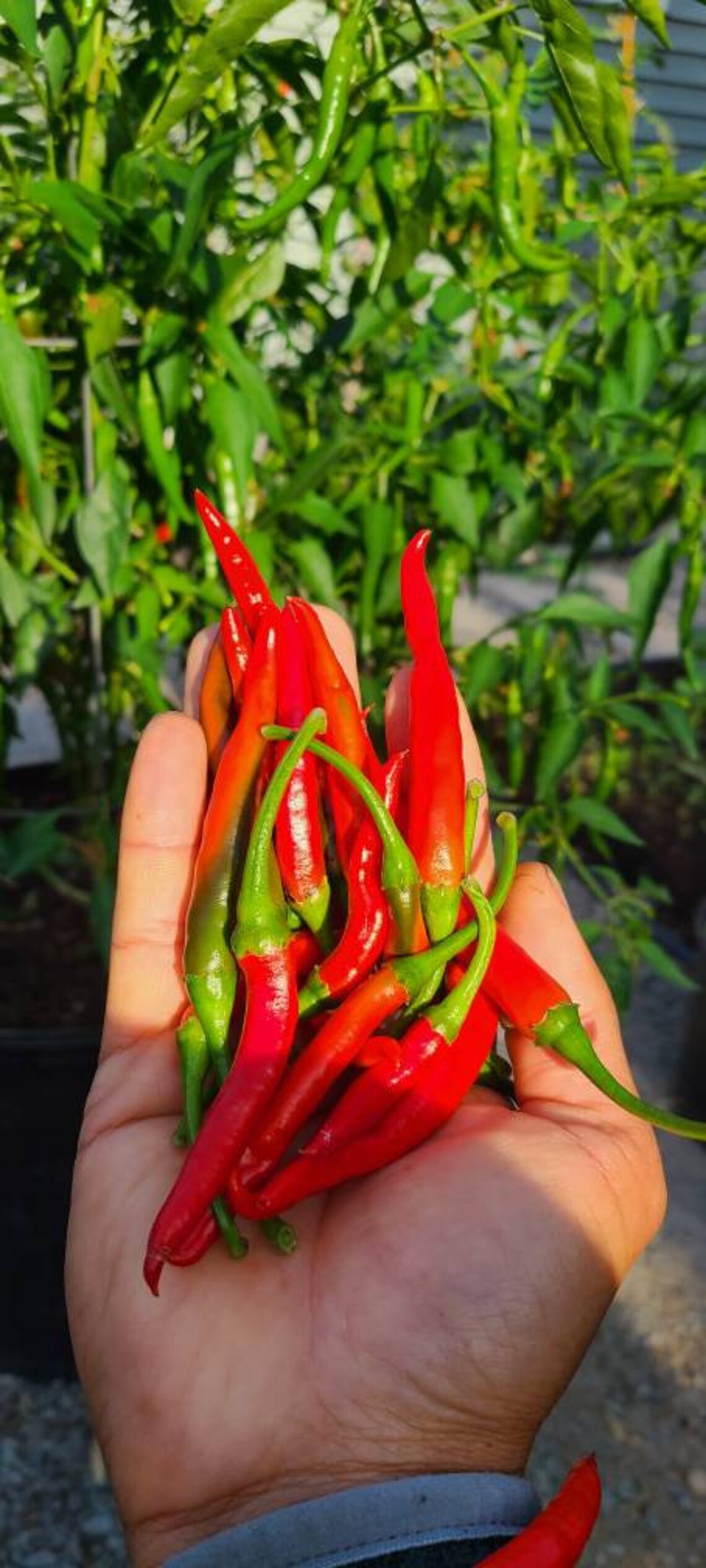 Thai Chili Pepper Seeds 25 Etsy