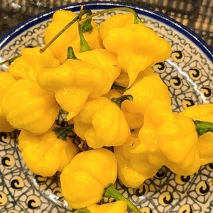 KSLS Pepper Seeds (10) - Etsy