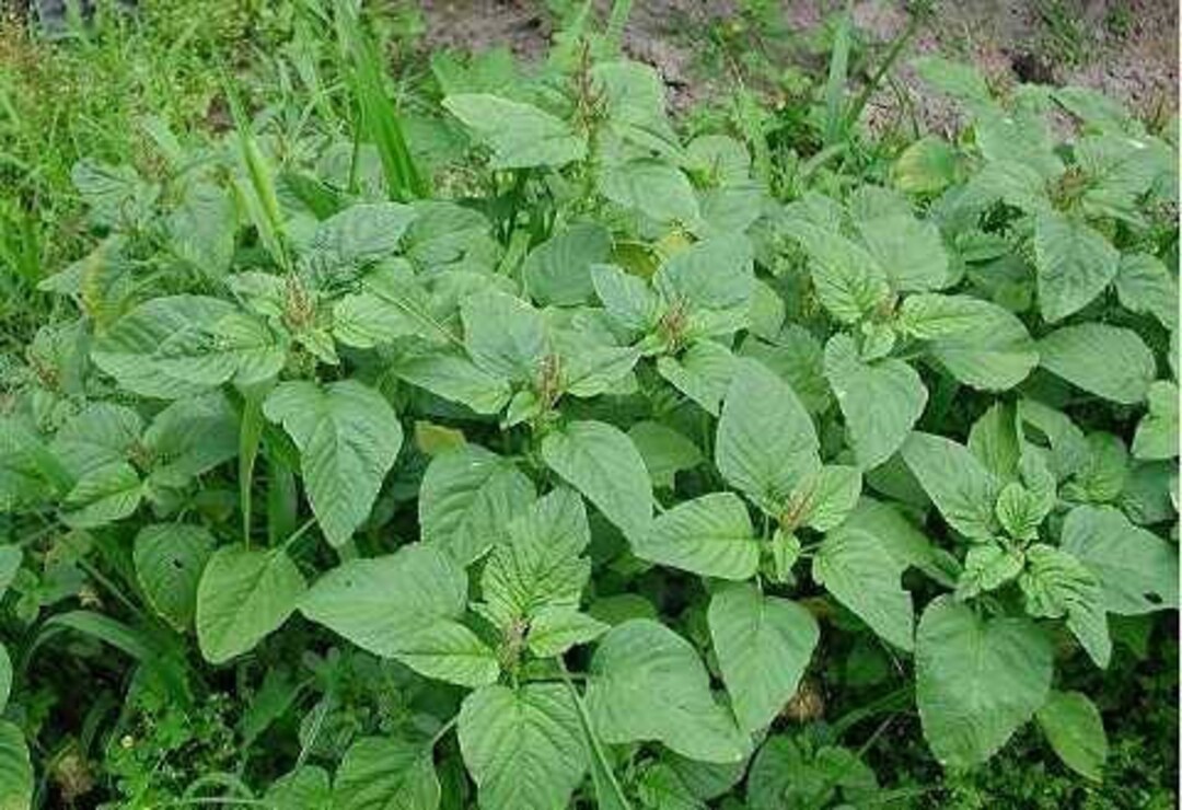 Organic Amaranth (green) Seeds (rau Den) - Over 200 Seeds! - Etsy
