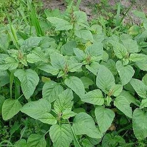 May include: A close-up shot of a cluster of green leafy plants. The leaves are broad and heart-shaped, with a vibrant green color. Some plants have small, reddish-brown seed heads. The plants are growing in a natural outdoor setting.