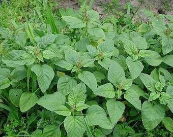 Organic Amaranth (Green) Seeds (Rau Den) - over 200 seeds!