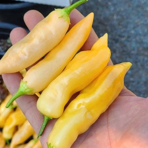 May include: Close-up of a hand holding four yellow chili peppers. The peppers are smooth and shiny, with a pointed tip and a green stem.