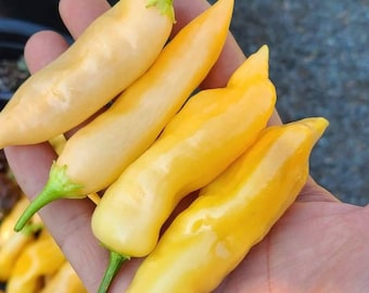 Sugar Rush Peach Pepper Seeds (10)