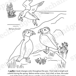 Animal Facts Printable Coloring & Activity Book Kids Coloring Pages Digital Instant Download image 4