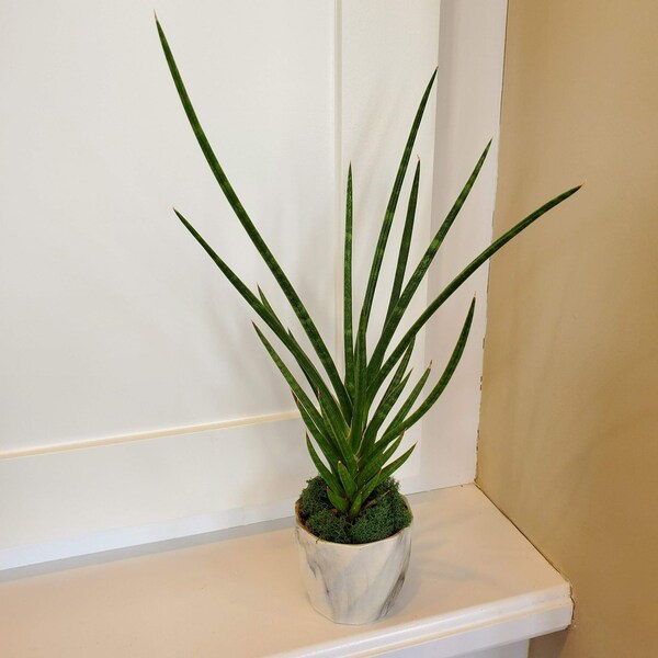 Francisii Snake Plant, Sansevieria Francisii, Spiky Succulent Plant in Planter, Succulent Planter, Snake Plant, Spiky Plants, Houseplants