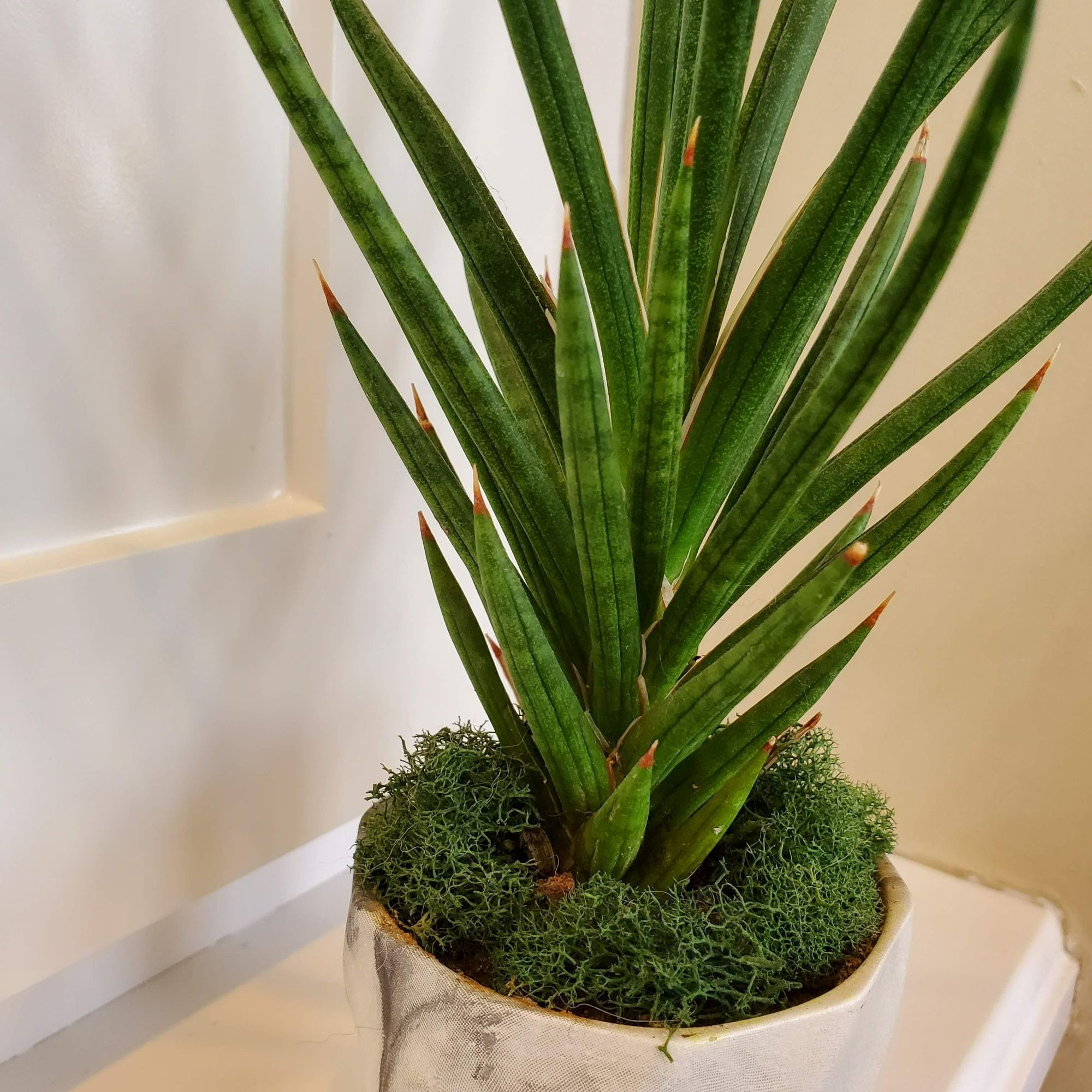 Francisii Snake Plant Sansevieria Francisii Spiky Succulent - Etsy