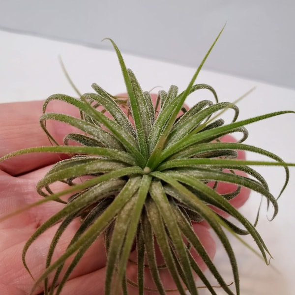 Tillandsia Ionantha, Air Plant, Airplant, Houseplant, Live Plant, 3 inch Air Plant, Terrarium Plant, Fairy Garden Plant