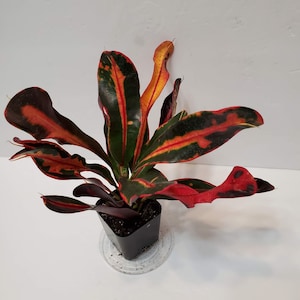 Croton Plant, Mamey Croton,  2 inch plant, Croton Live Plant, Red House Plant, house plants, Houseplants, plant lover gift