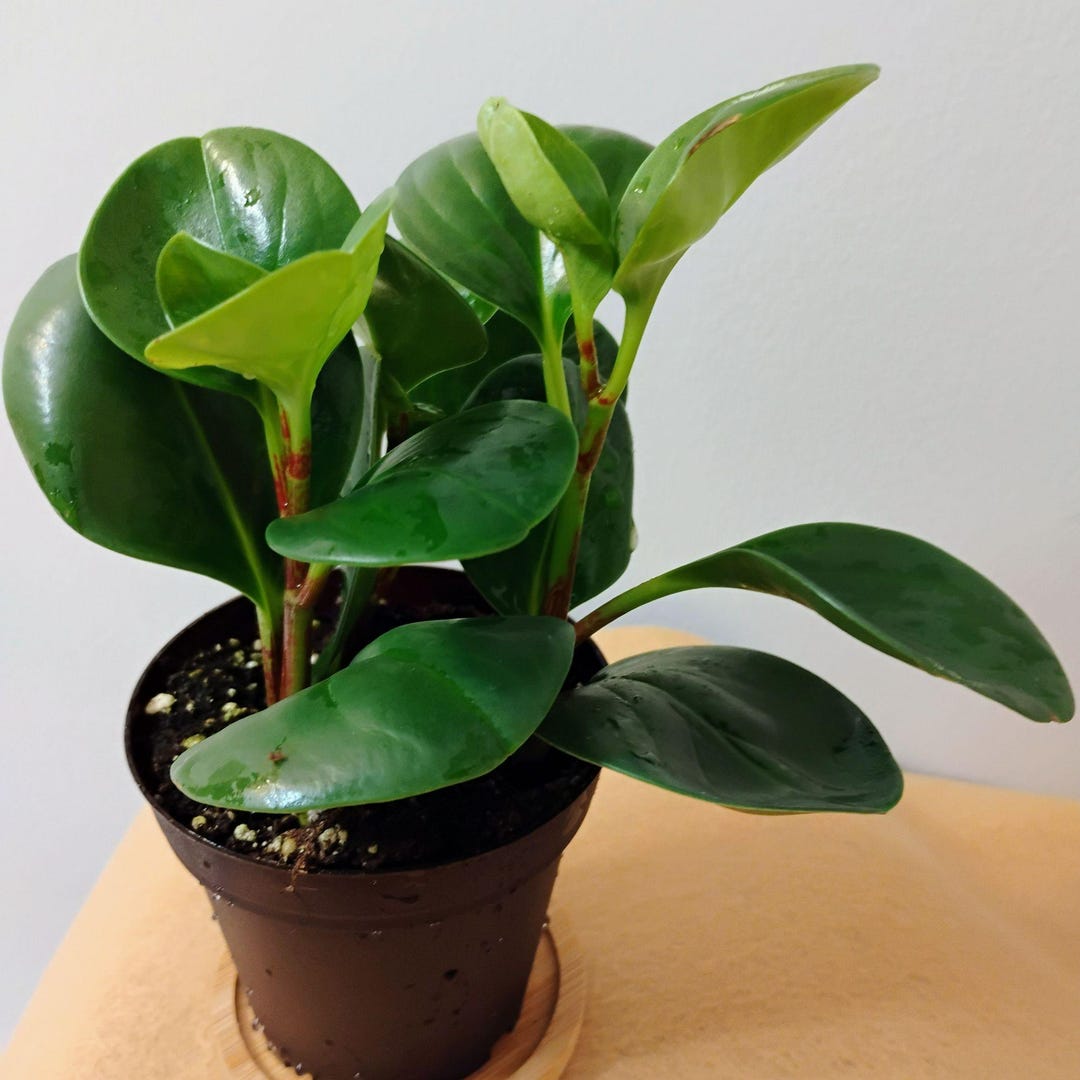 Peperomia Obtusifolia, Green Peperomia, Baby Rubber Plant, Live Plant,  House Plants, Houseplants, Plant Lover Gift - Etsy