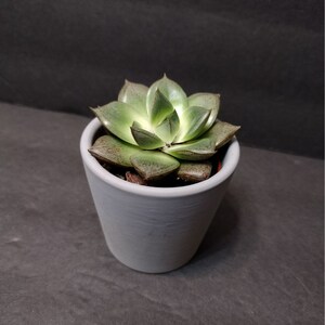 May include: A small succulent plant with green leaves in a gray ceramic pot. The plant is in focus, and the background is blurred.