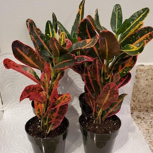 May include: Four small potted plants with red, green, and yellow variegated leaves. The plants are in black plastic pots with brown soil.