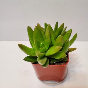 Sedum Adolphi, Coppertone Stonecrop, Golden Sedum, Succulent Plants, Live Plants, Sedum, Gold Succulent, 2-inch Succulent, Houseplant