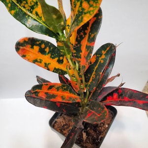 Batik Croton Plant, 2 inch plant, Croton Live Plant, Colorful House Plants, Houseplants, plant lover gift, Codiaeum variegatum, Croton Batik