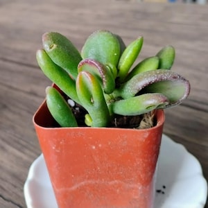 May include: A small succulent plant with green, oval-shaped leaves, some edged with red, is potted in a square, orange-red container. The pot sits on a white, scalloped-edge saucer. The background is a wooden surface.