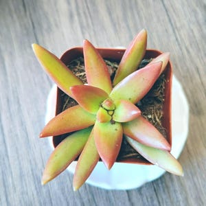 May include: A succulent plant with vibrant green, orange, and red leaves, potted in a small brown square container. The plant sits on a white saucer, showcasing its colorful foliage. The plant's leaves are elongated and pointed, creating a star-like shape.
