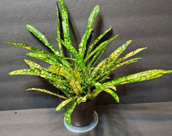 Croton Plant, Gold Star Croton,  2 inch plant, Croton Live Plant, Colorful, Yellow House Plant, house plants, Houseplants, plant lover gift