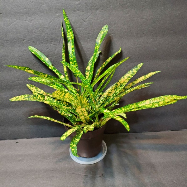 Croton Plant, Gold Star Croton,  2 inch plant, Croton Live Plant, Colorful, Yellow House Plant, house plants, Houseplants, plant lover gift