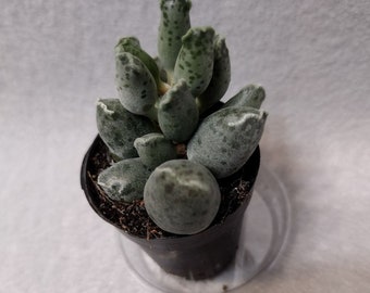 Adromischus cooperi, Live Succulent Plants, Spotty Succulent, 2-inch House Plant, Succulents, Adromischus, Fat Plant