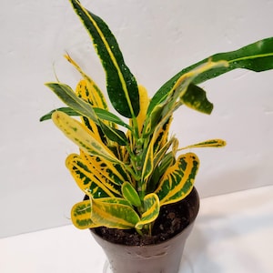 Croton Plant, Banana Croton,  2 inch plant, Croton Live Plant, Colorful, Yellow House Plant, house plants, Houseplants, plant lover gift