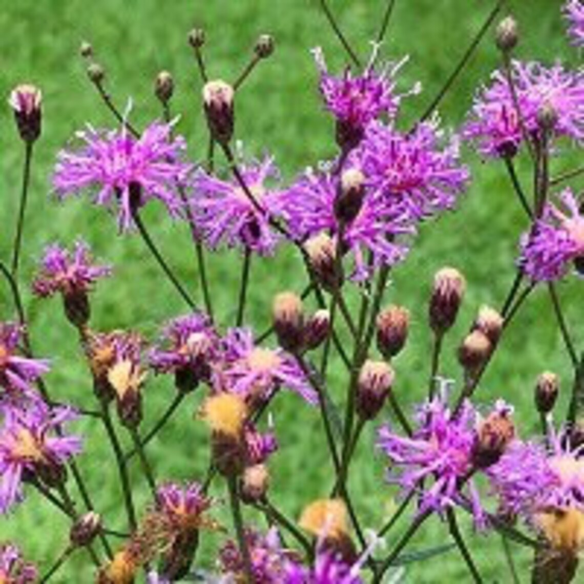 50 Tall Ironweed Seeds Vernonia altissima Etsy