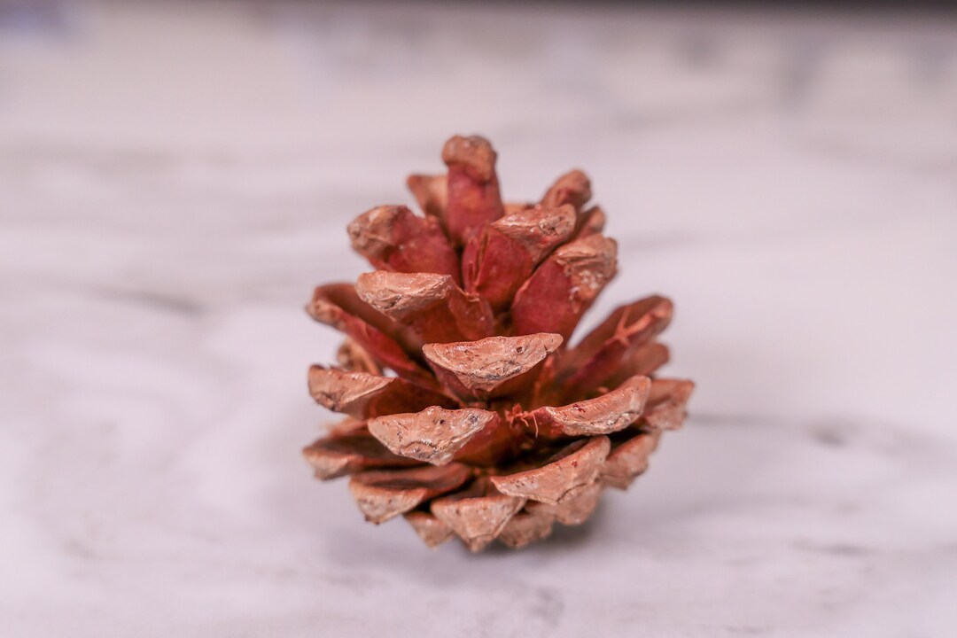 Bunny Pine Cone Chew Toy Natural Pet Toy for Rabbits Etsy