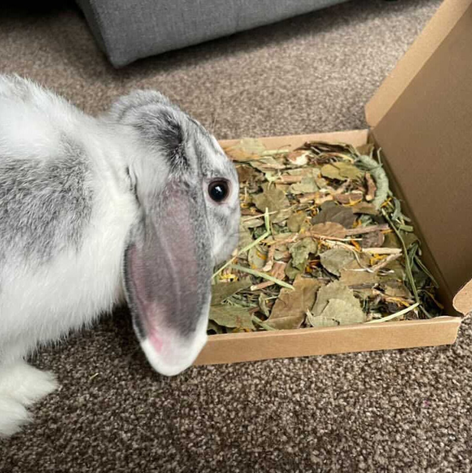 Bunny Woodland Forage Box natural forage for Rabbits Etsy